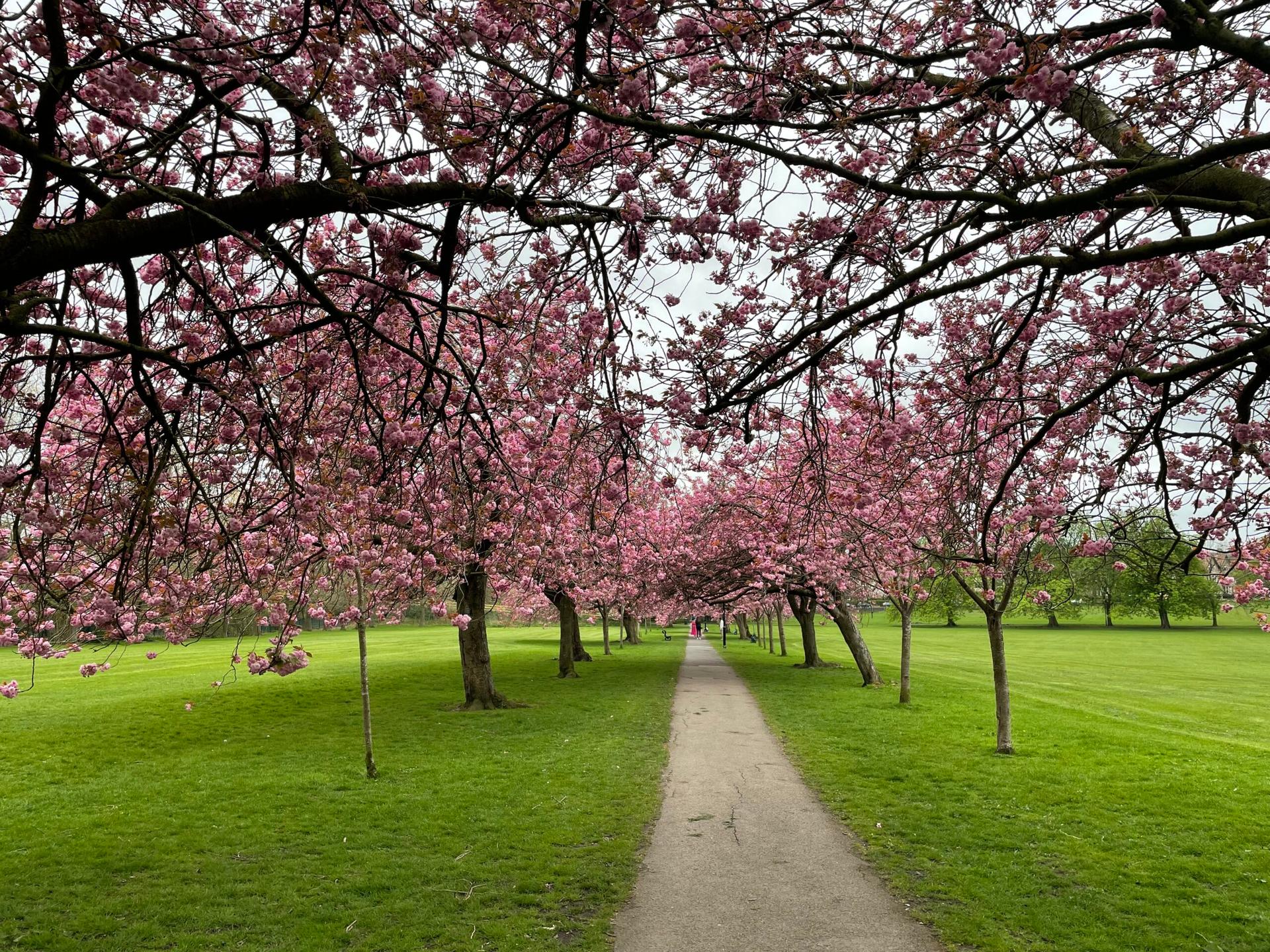 cherry-blossom-9