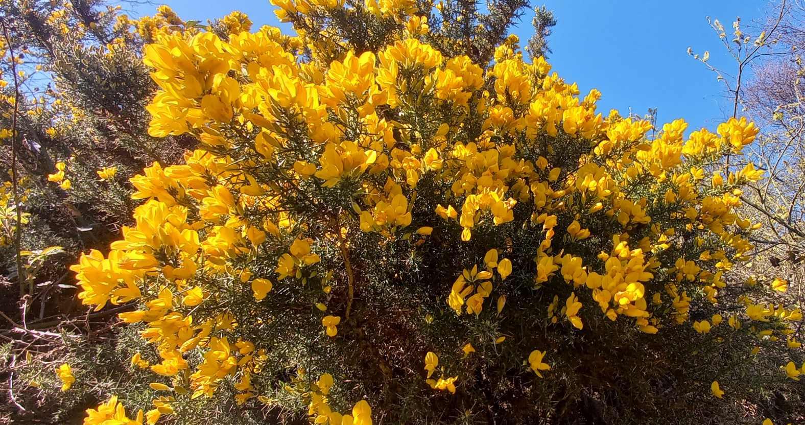 jackbooth-gorse