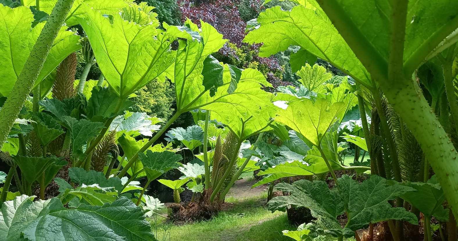 harrogate-valleygardens-gunnera