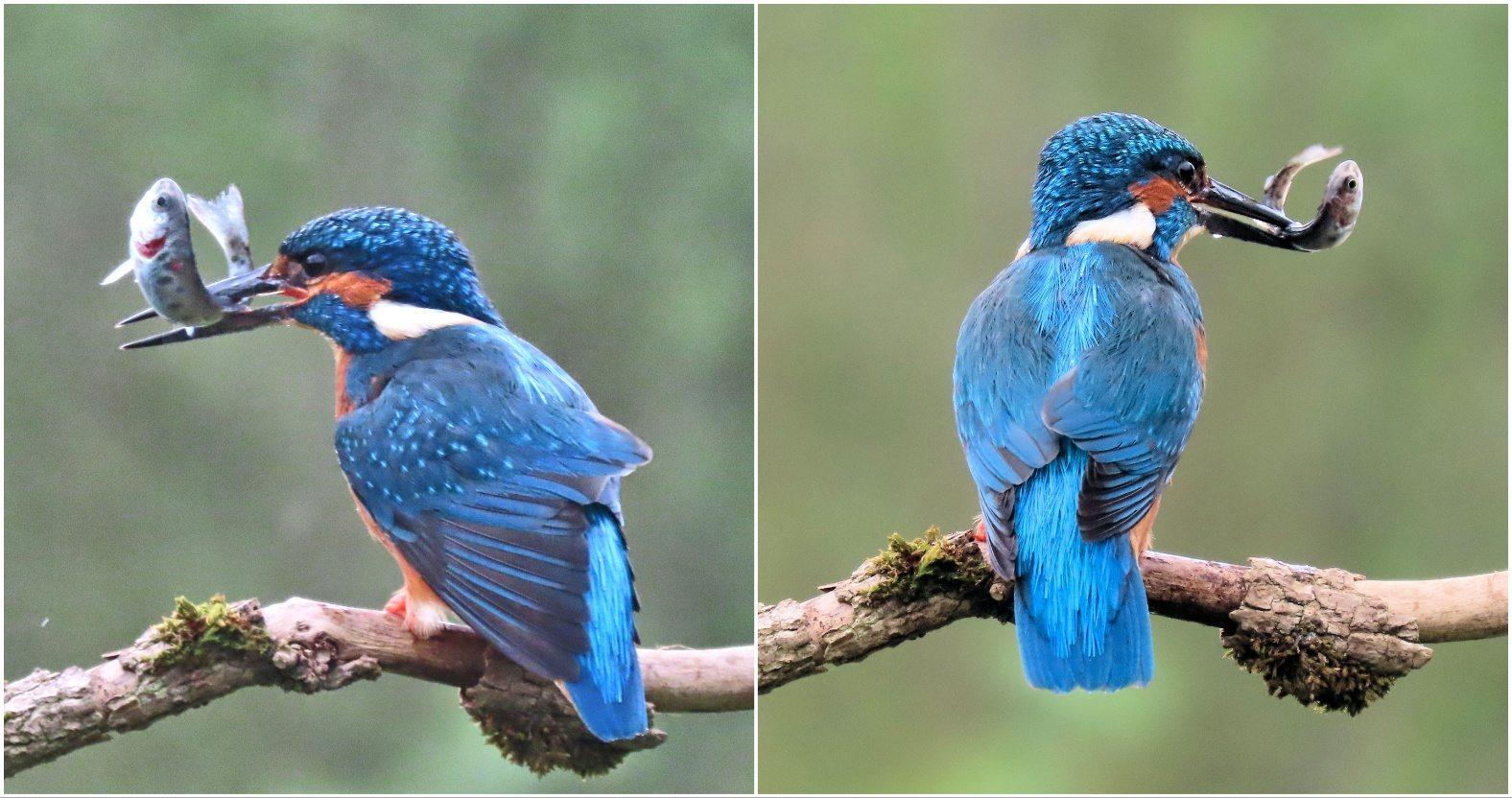 rodneytowers-kingfishers