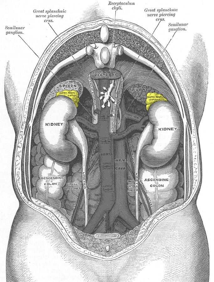 adrenal-glands