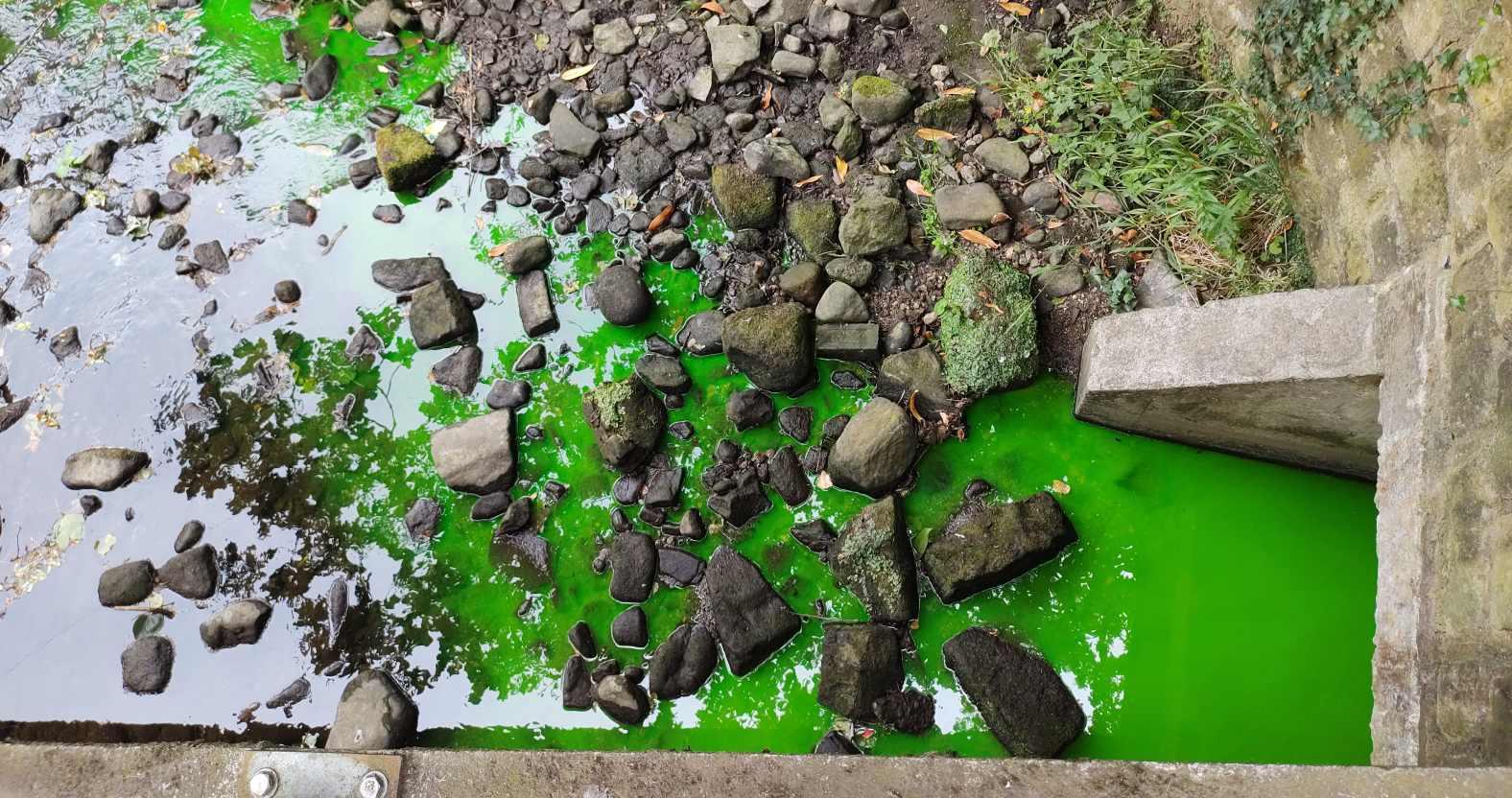 crimplebeck-greendye3