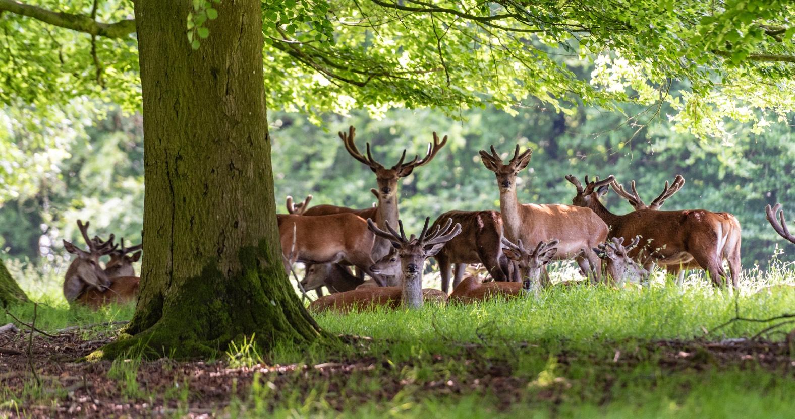 web-deer-park-fountains-abbey
