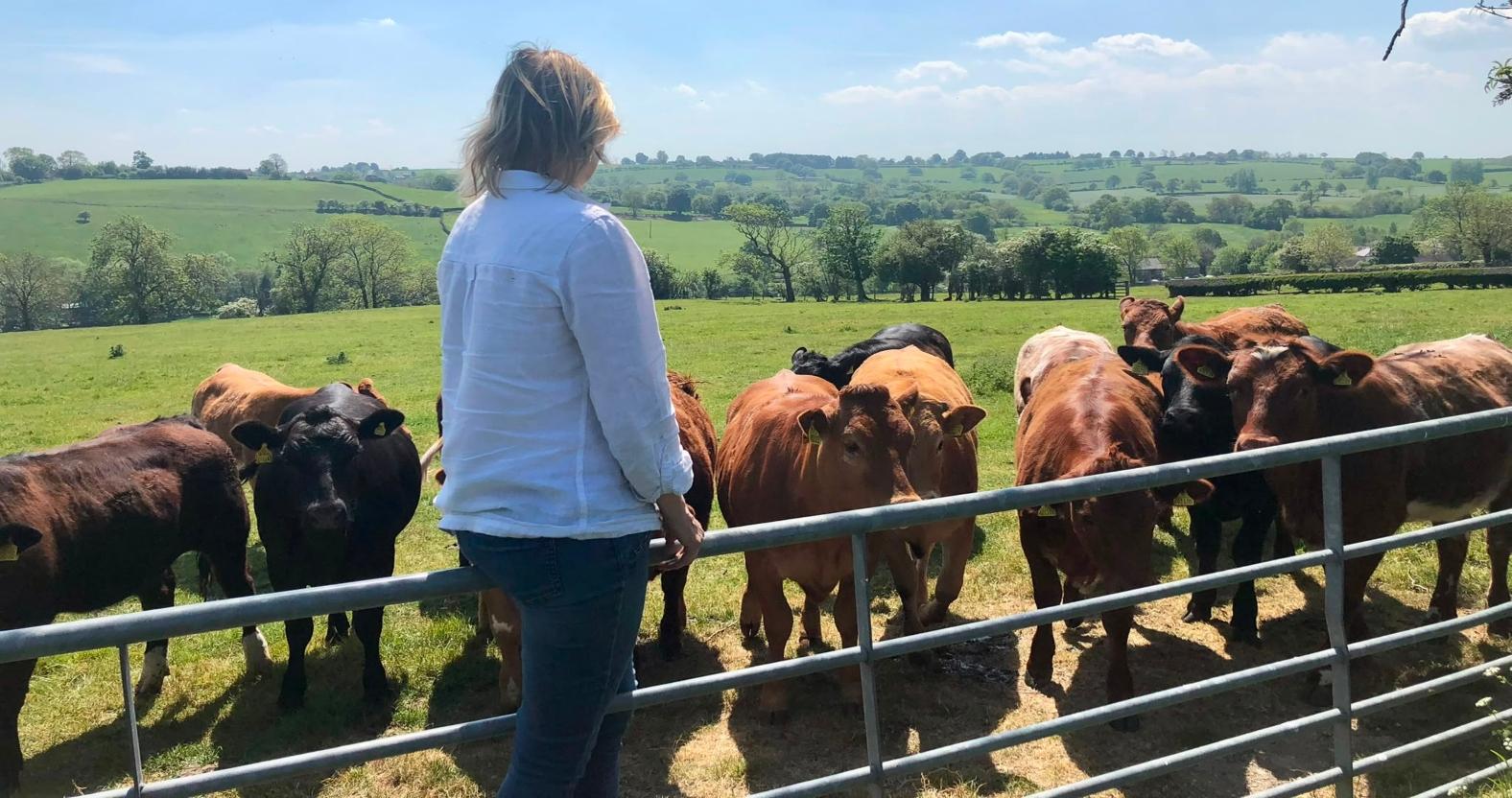 ripley-cow-farm