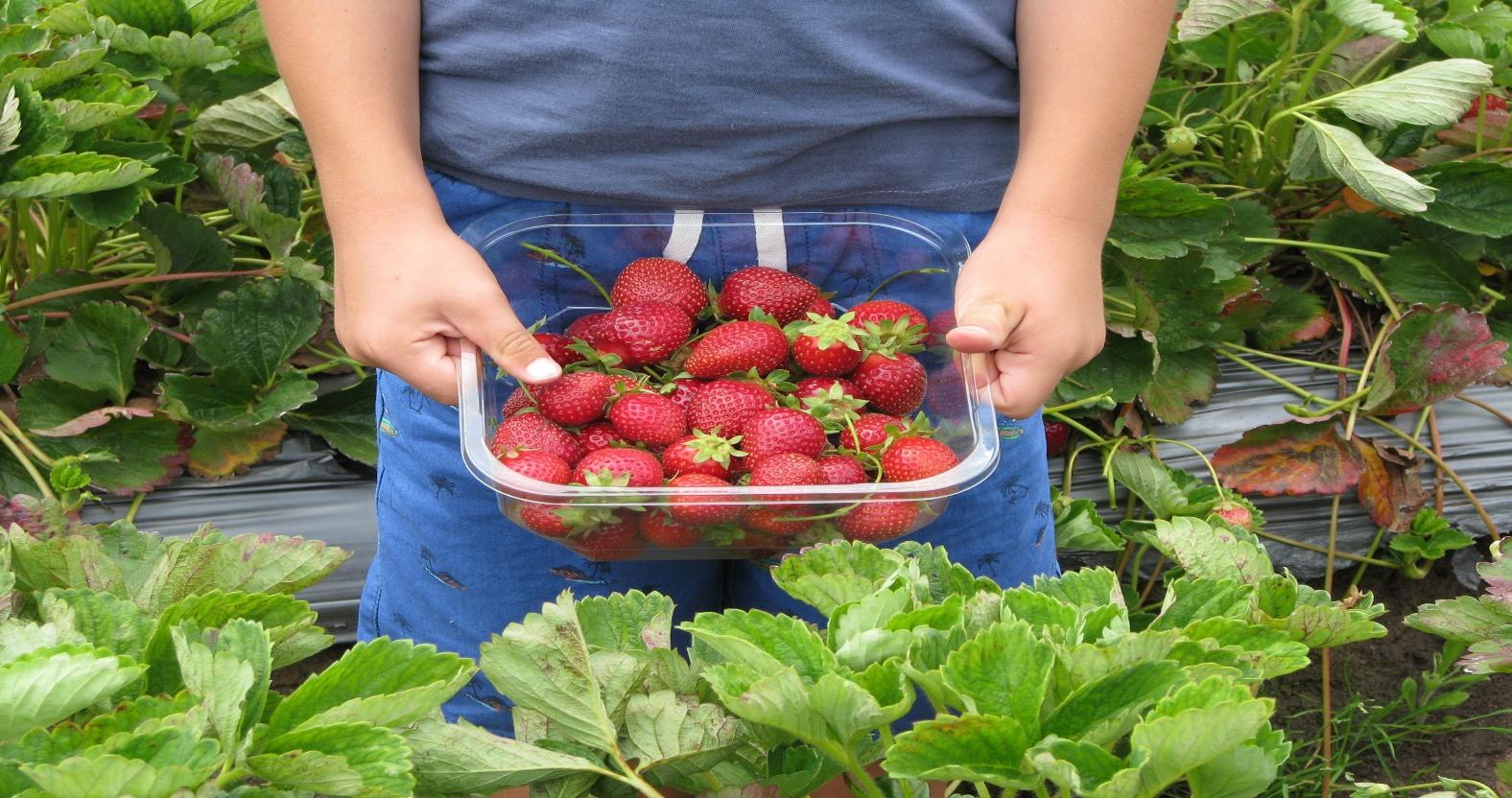 shamefaced-strawberries-660432-1