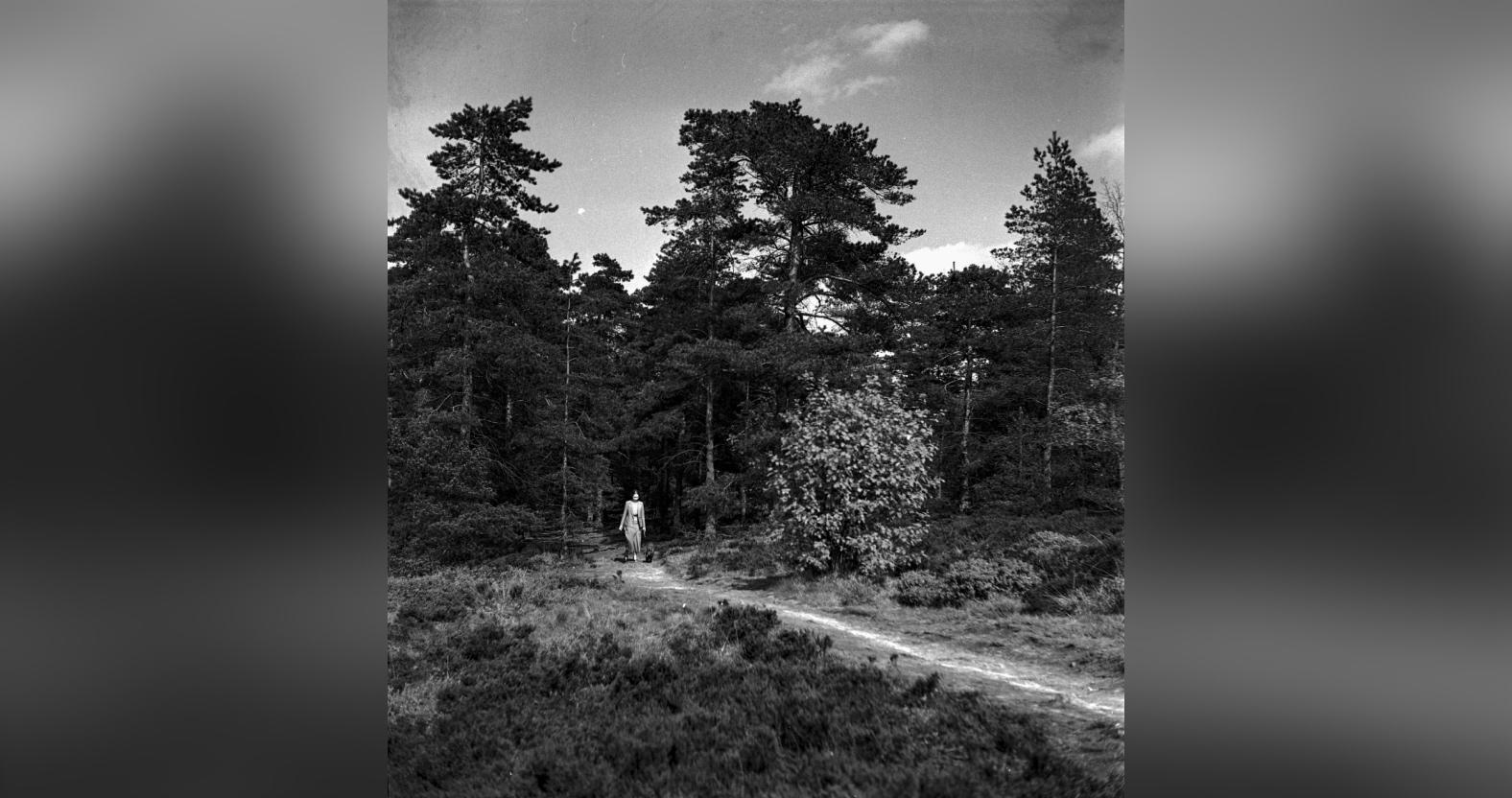 historicpinewood1910