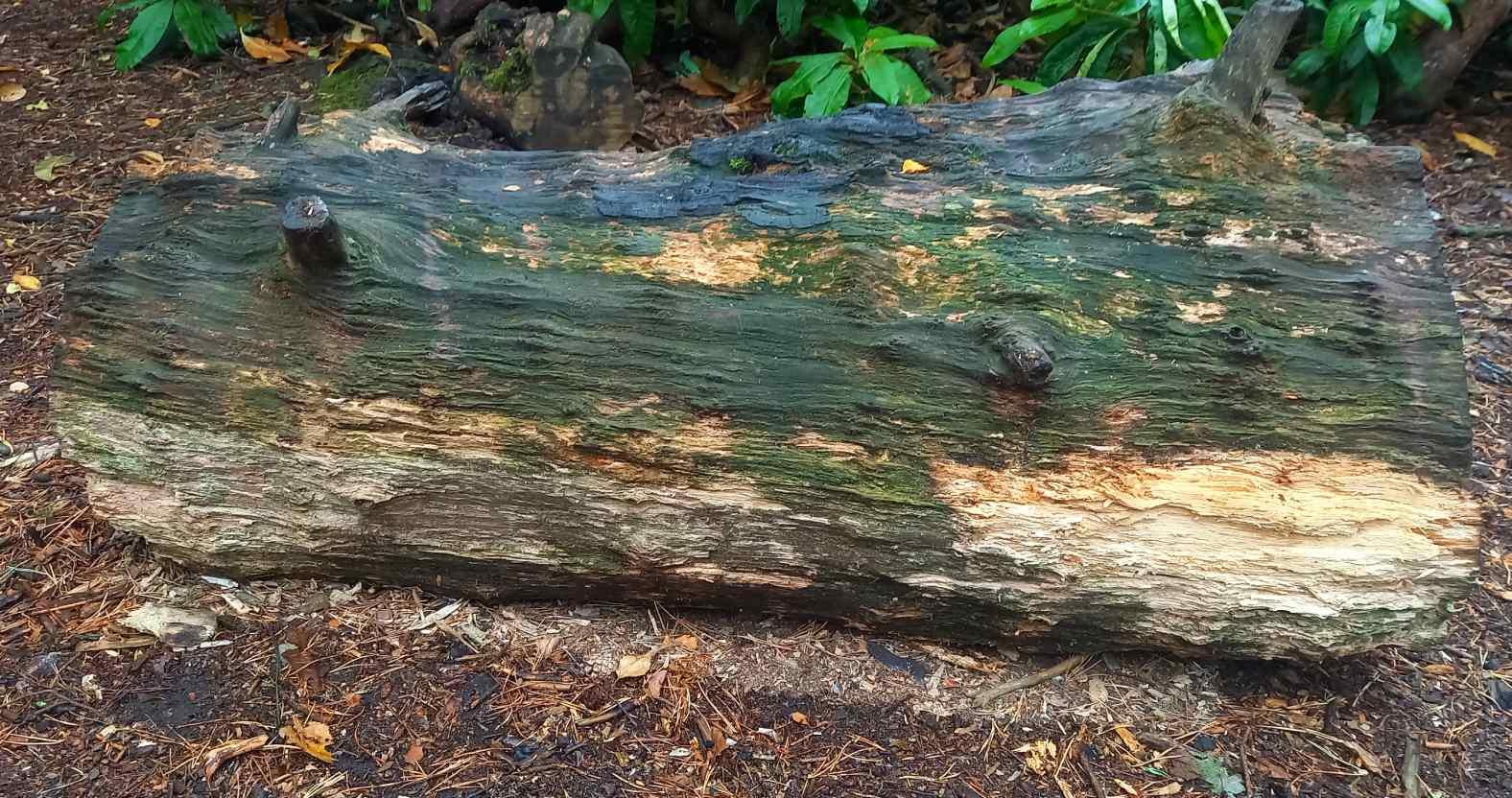 pinewoods-dryunderlog