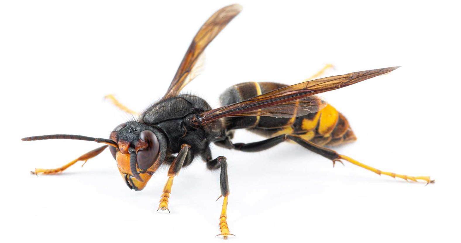 ydbka-asian-hornet-vespa-velutina-1