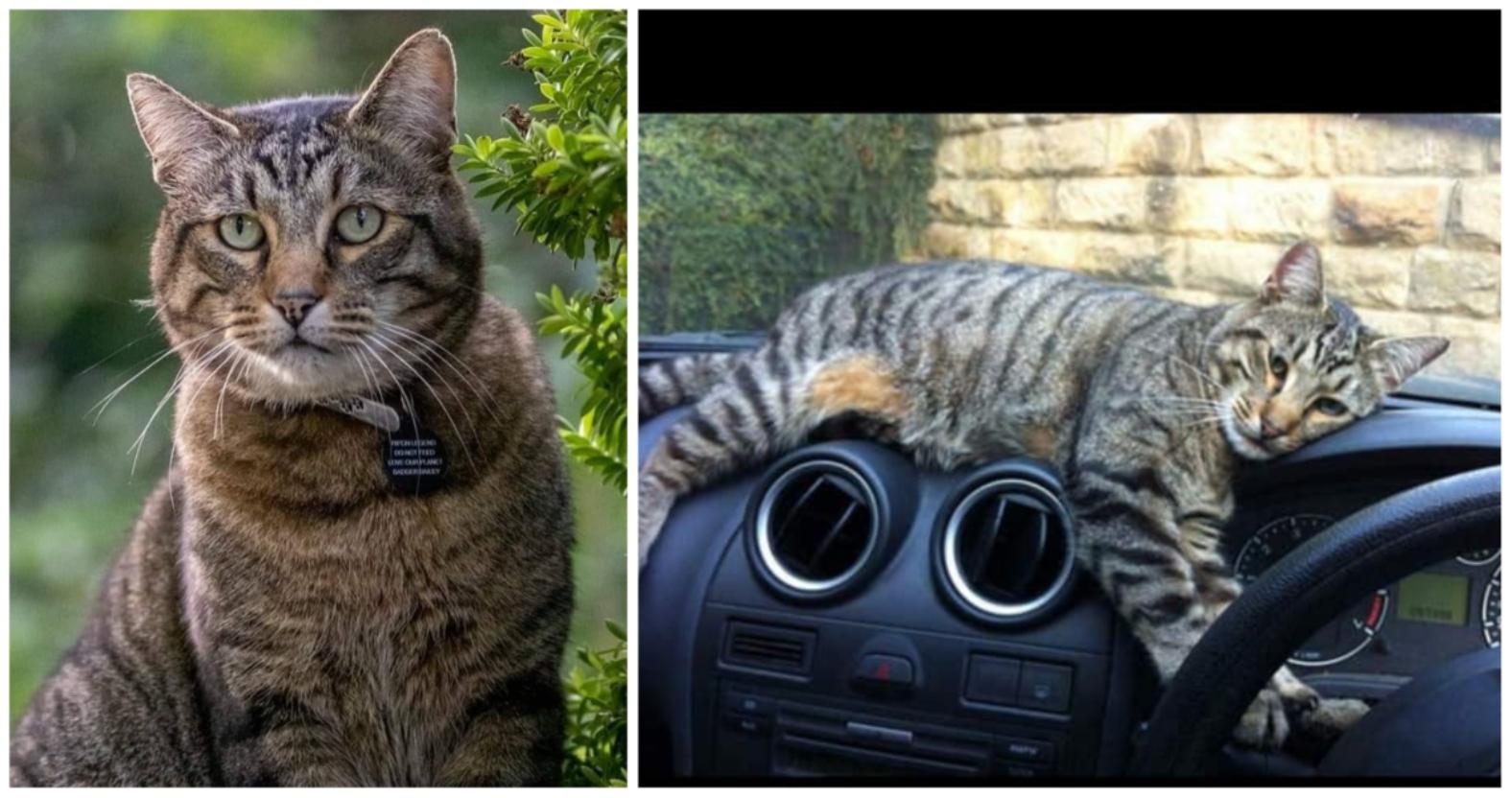 badger-the-cat