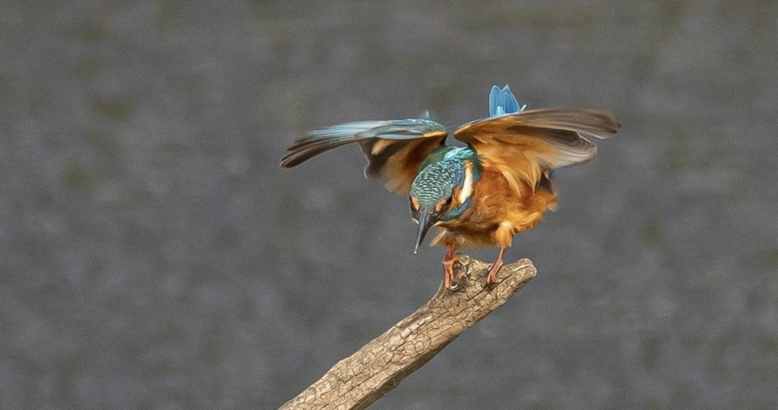 julievalentine-kingfisher-edit