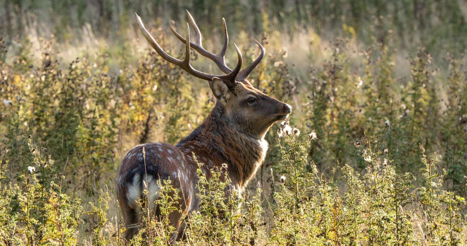 michellebray-reddeerstag