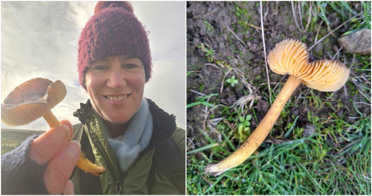 nidderdale-drkellyharmar-datewaxcap