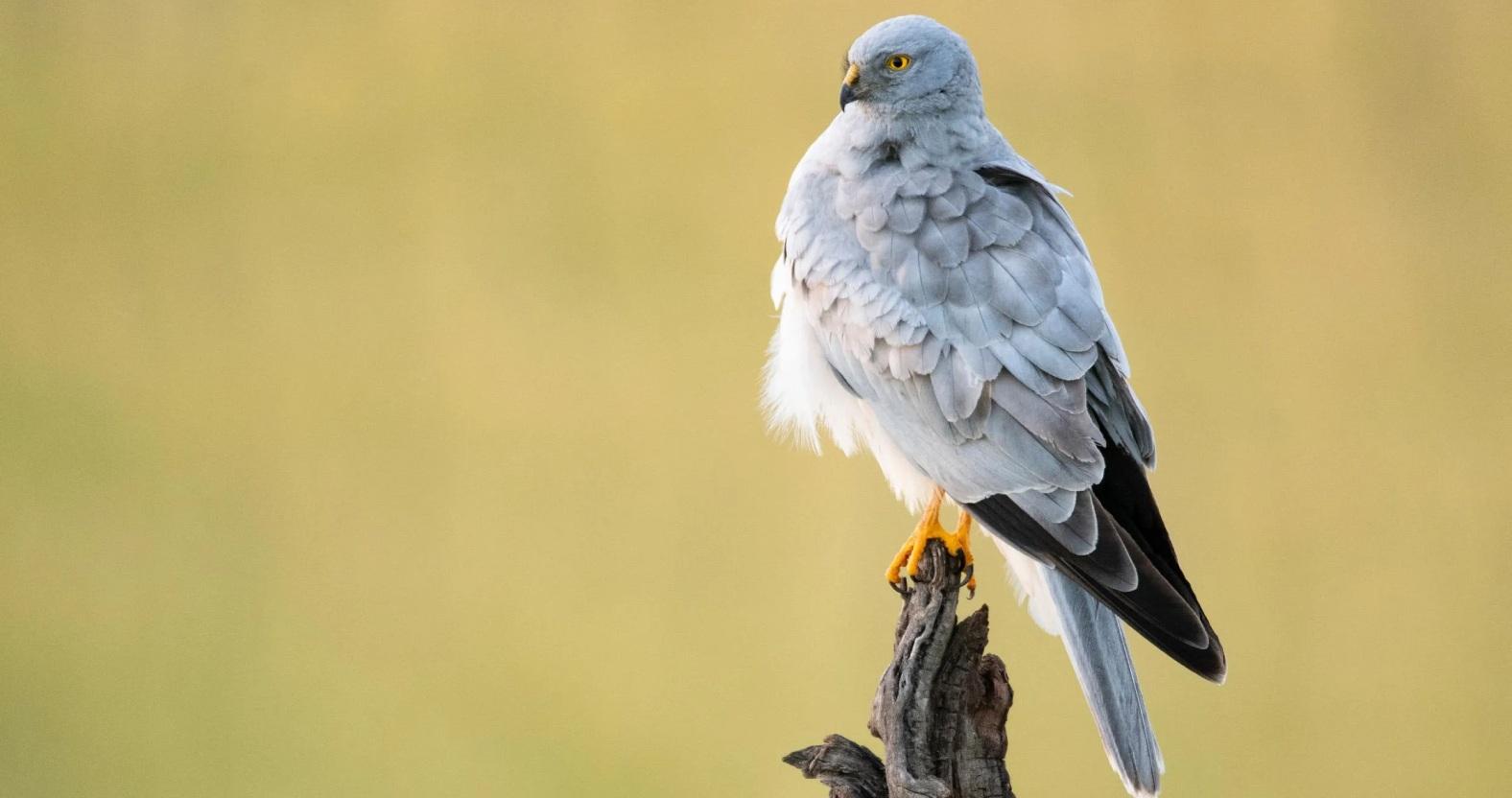 rspb-henharrier-male