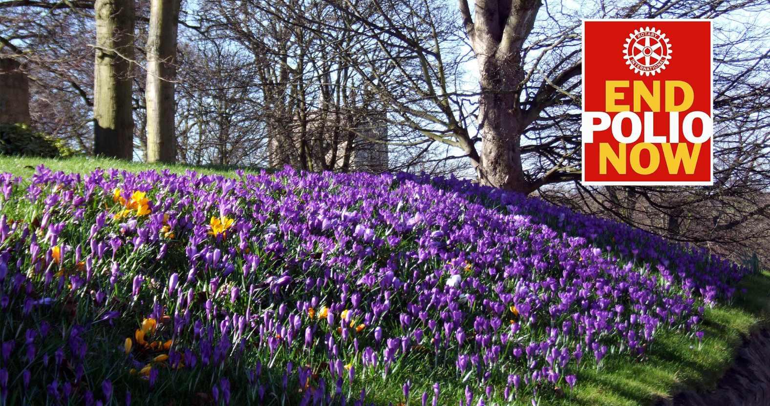rotary-endpolionow-crocuses