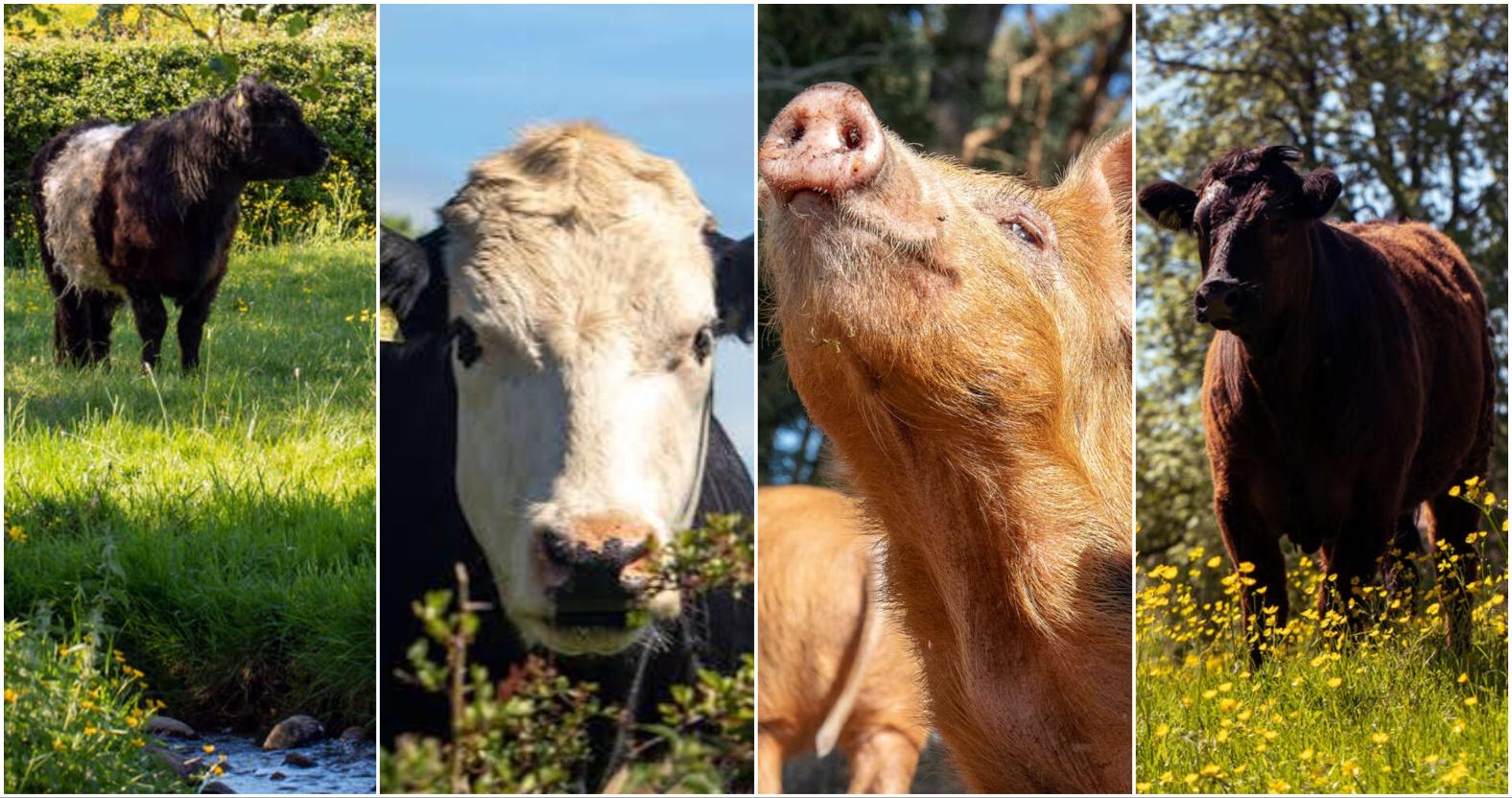 waterfordfarm-animals