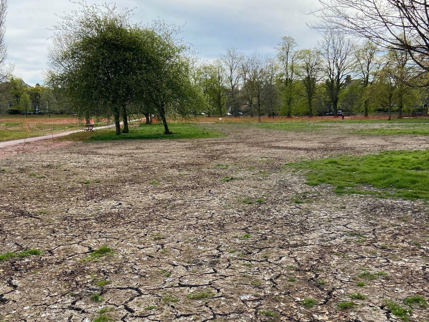 the-stray-in-late-april