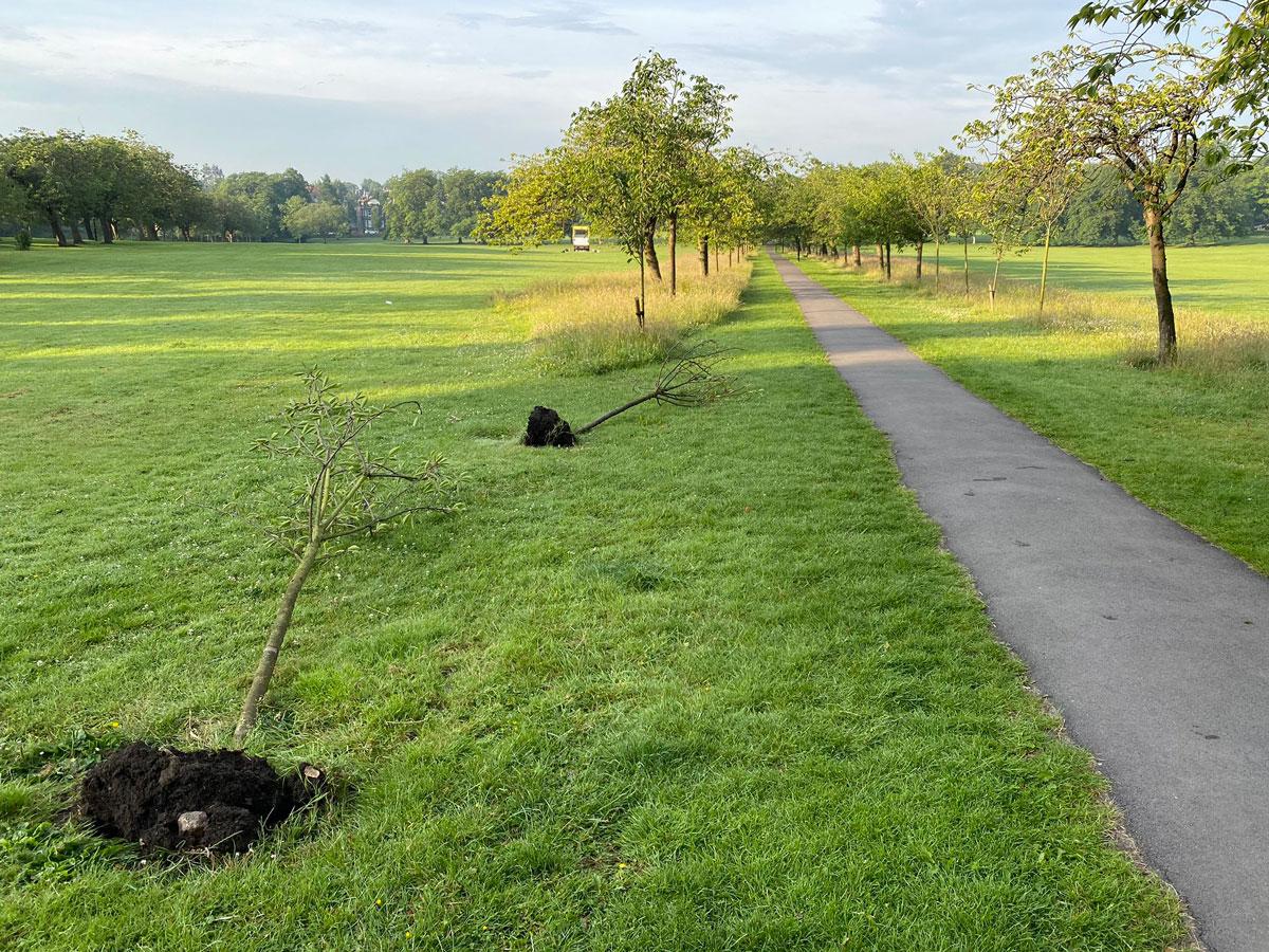 the-stray-damaged-trees