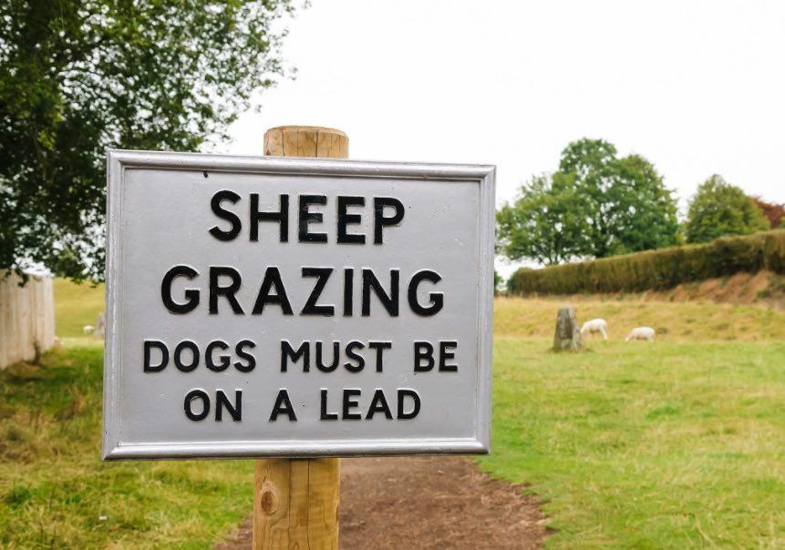 sheep-grazing-sign-to-warn-dog-owners