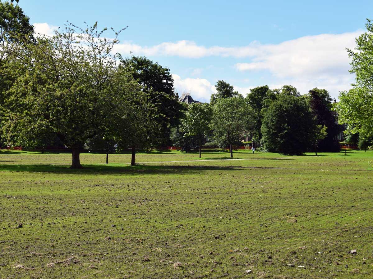 the-stray-turns-green-1