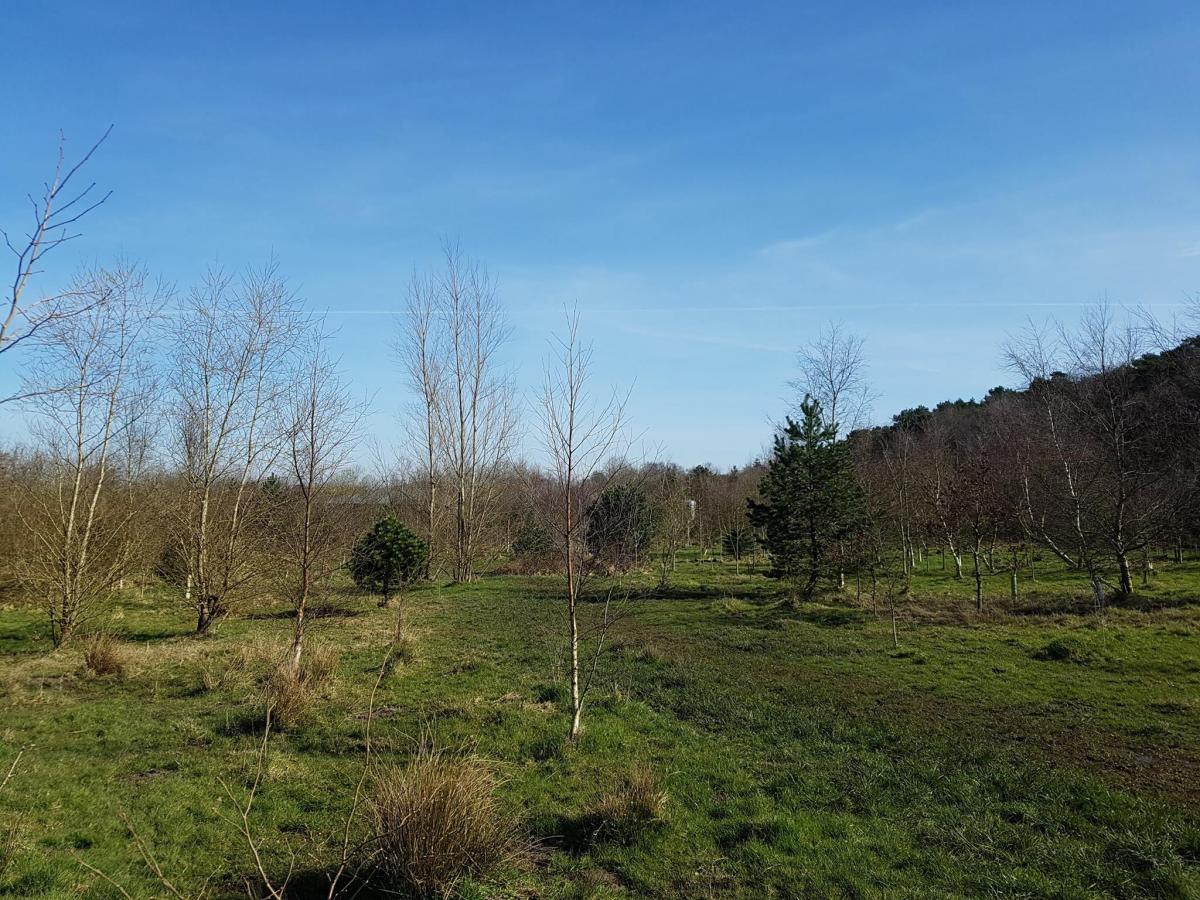 close-wood-shot-rotary-area