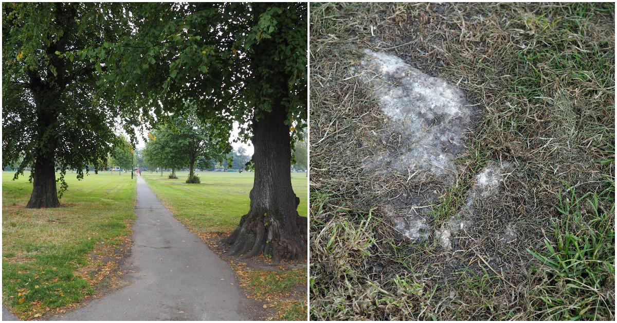 west-park-stray-rock-new