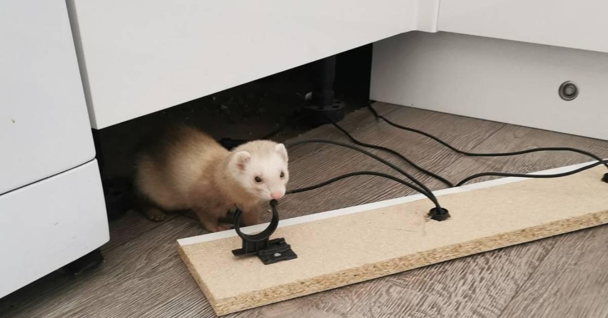 118450805_10158449011730941_1430115880529509595_o-1