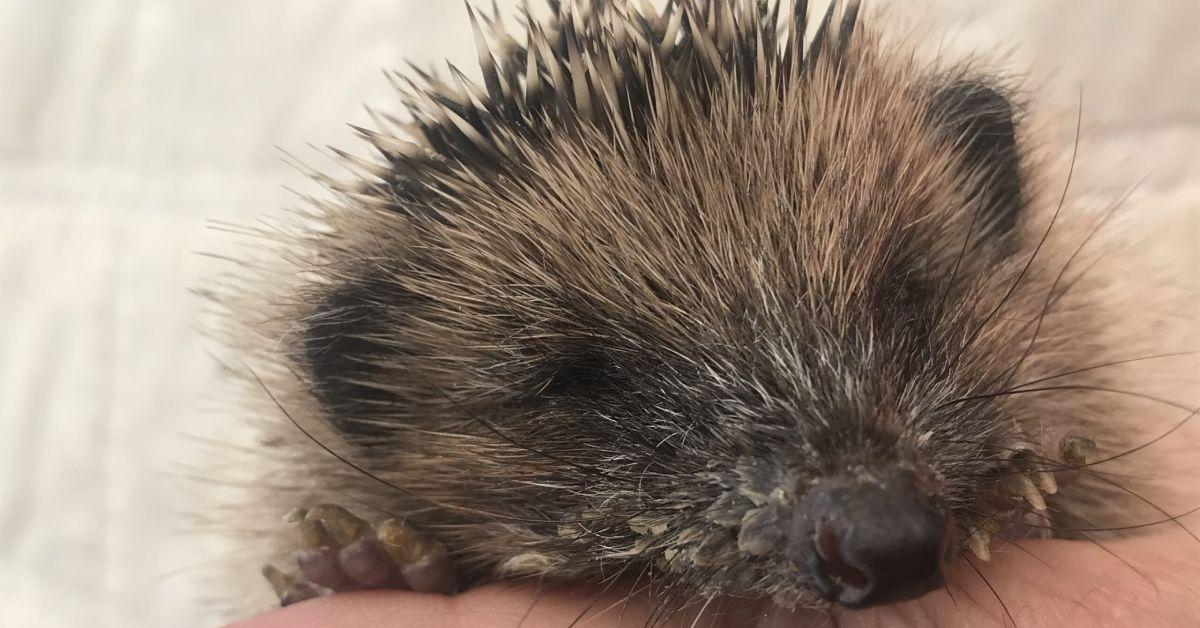 ripon-3rd-september-2020-hoglet-at-happy-hedgehog-rescue-scaled