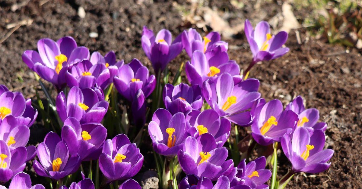 crocuses-4100769_1920-1
