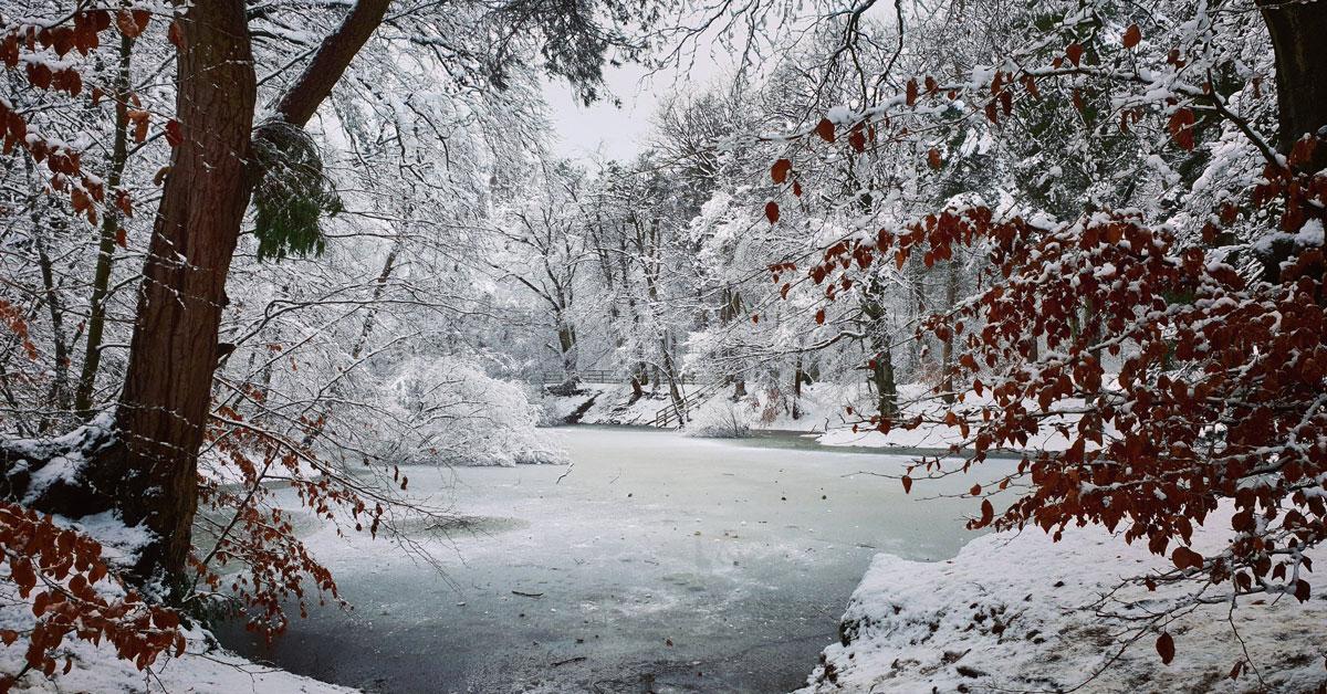 hookstone-woods-in-the-snow-picture-rachel-auty