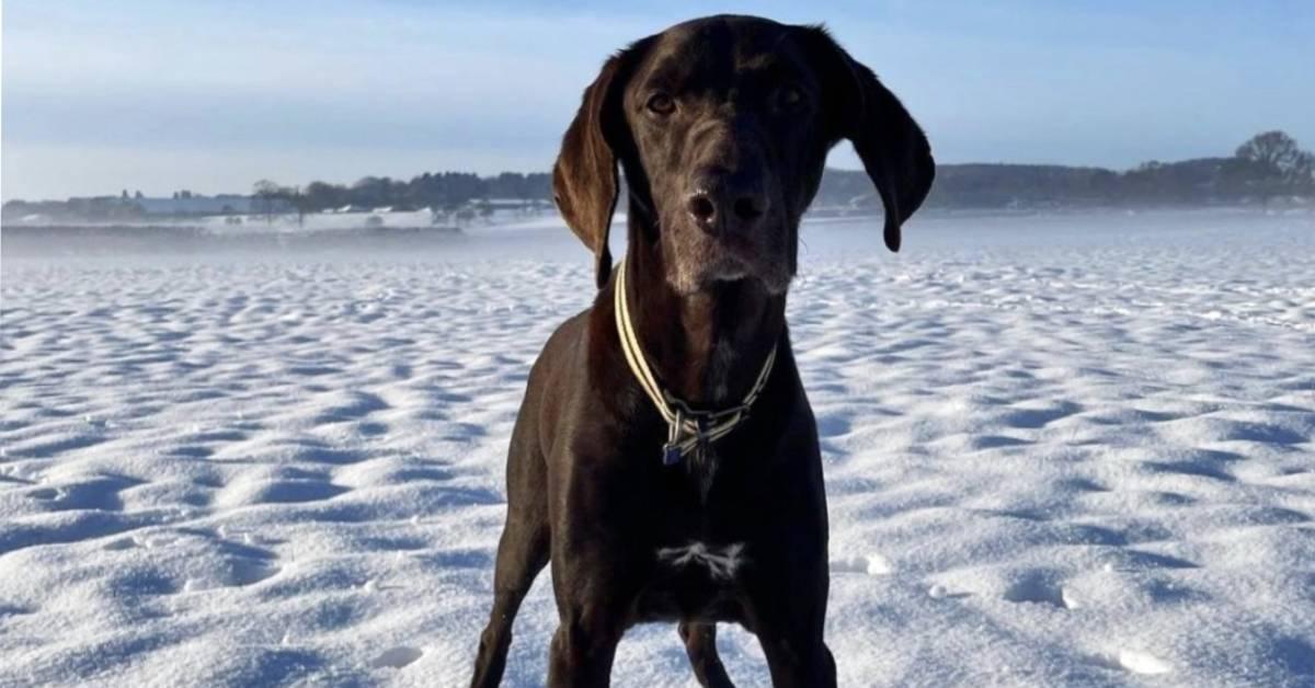 ripon-24th-feb-2021-dog-entry-for-rgs-pet-show