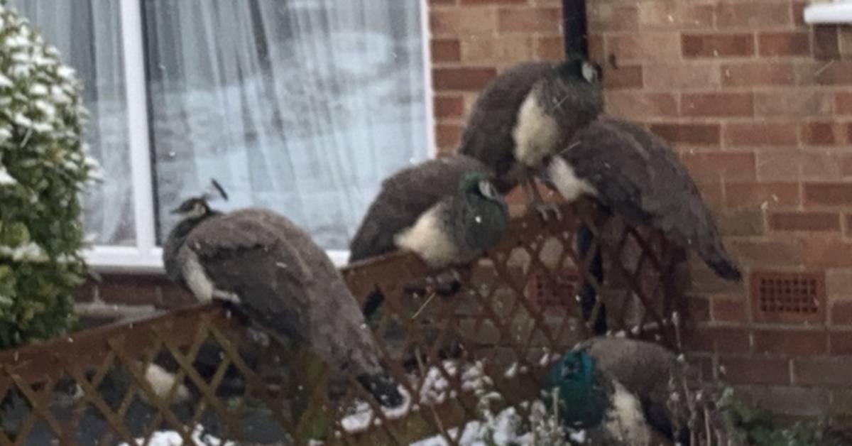 screenshot-2021-02-10-at-13