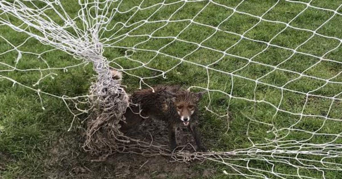 fox-trapped-in-harrogate