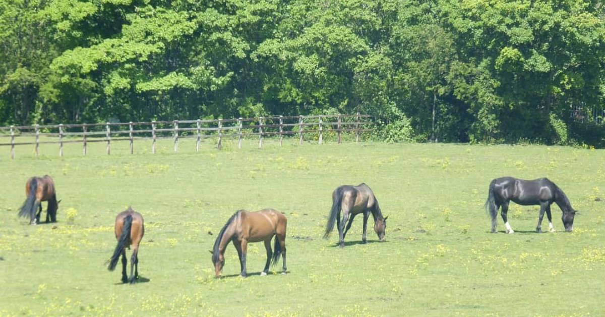 fb_img_1596021267462-3-1