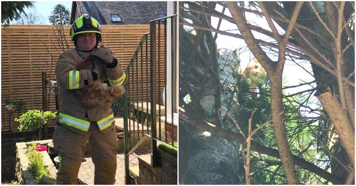 ripon-cat-stuck-in-tree