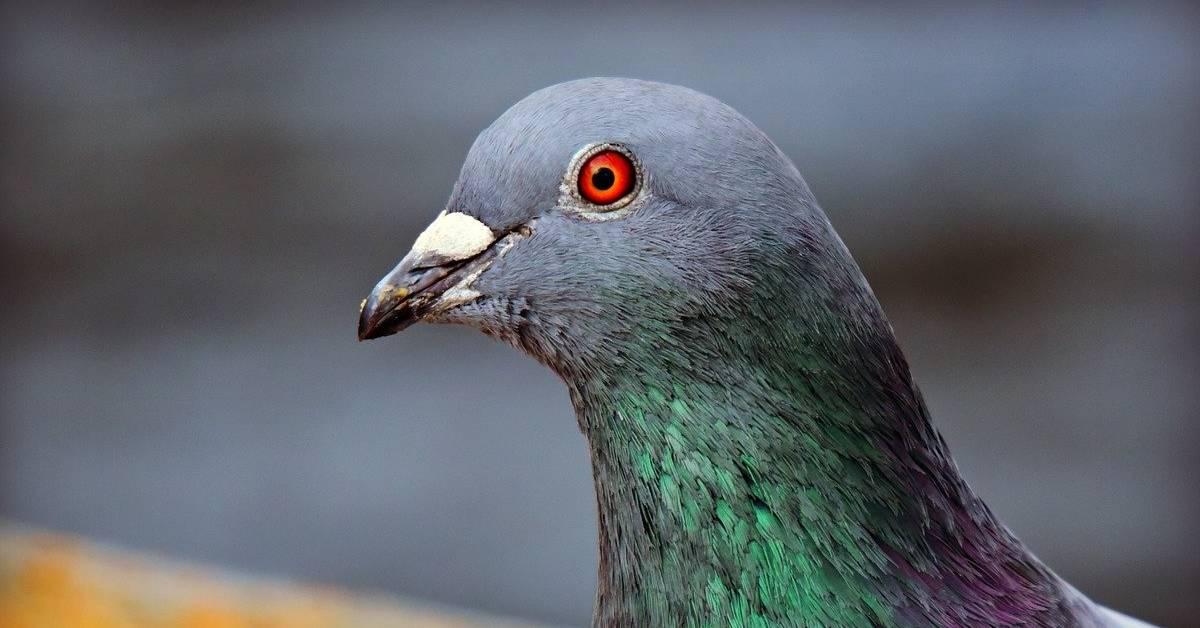 rock-dove-4056094_1280-1