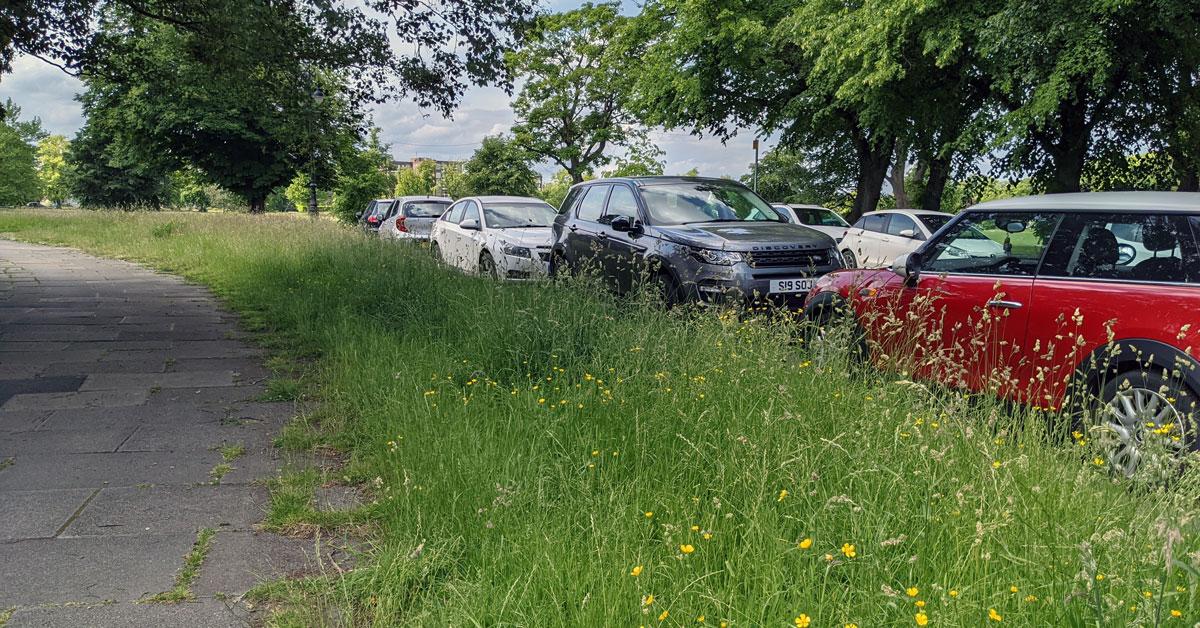 growing-grass-verges-harrogate