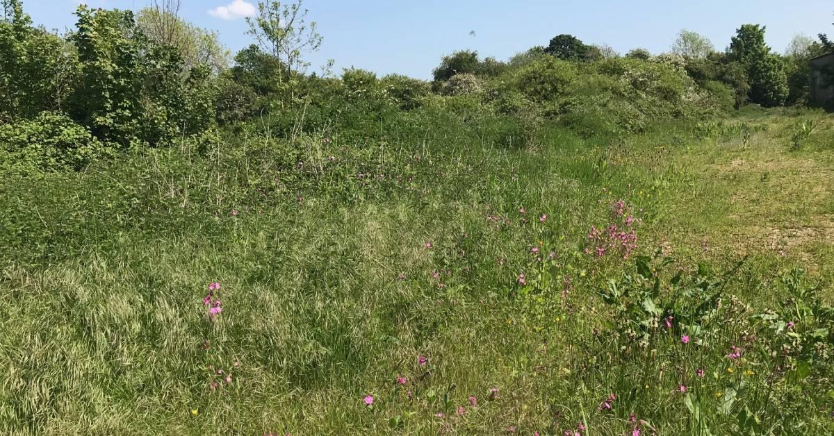 ripon-1st-june-2021-meadow