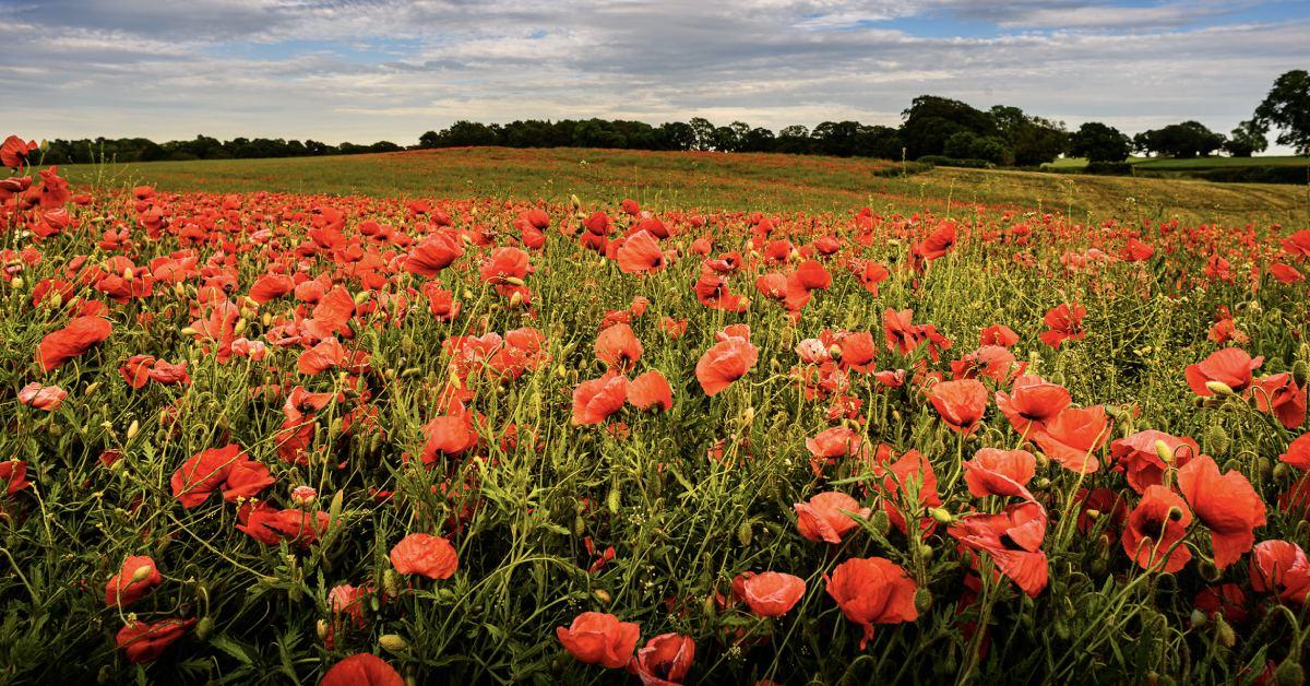 screenshot-2021-06-24-at-14-21-32