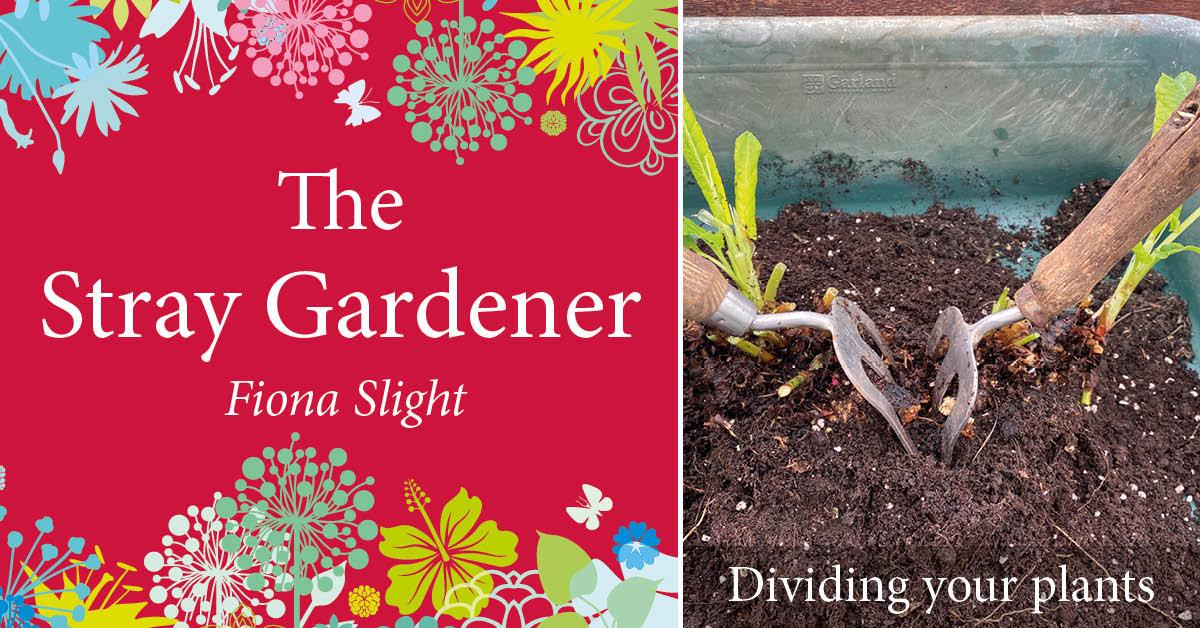 stray-gardener-header-dividing