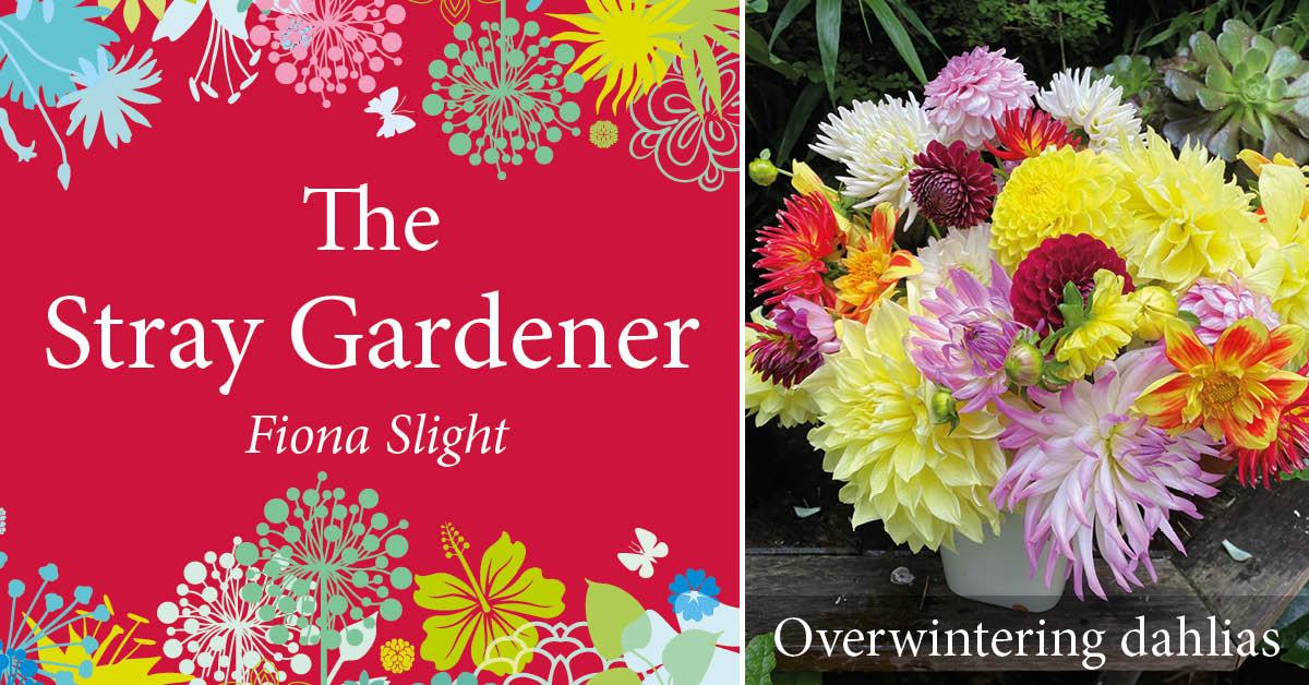 stray-gardener-dahlias