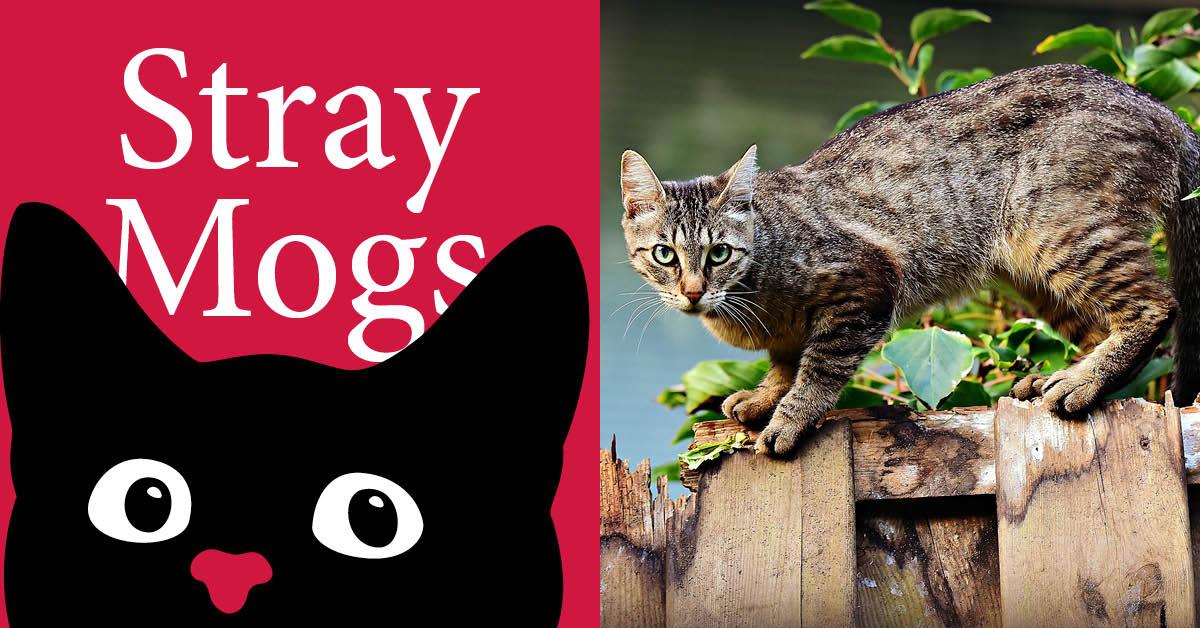 stray-moggs-header-not-all-who-wander