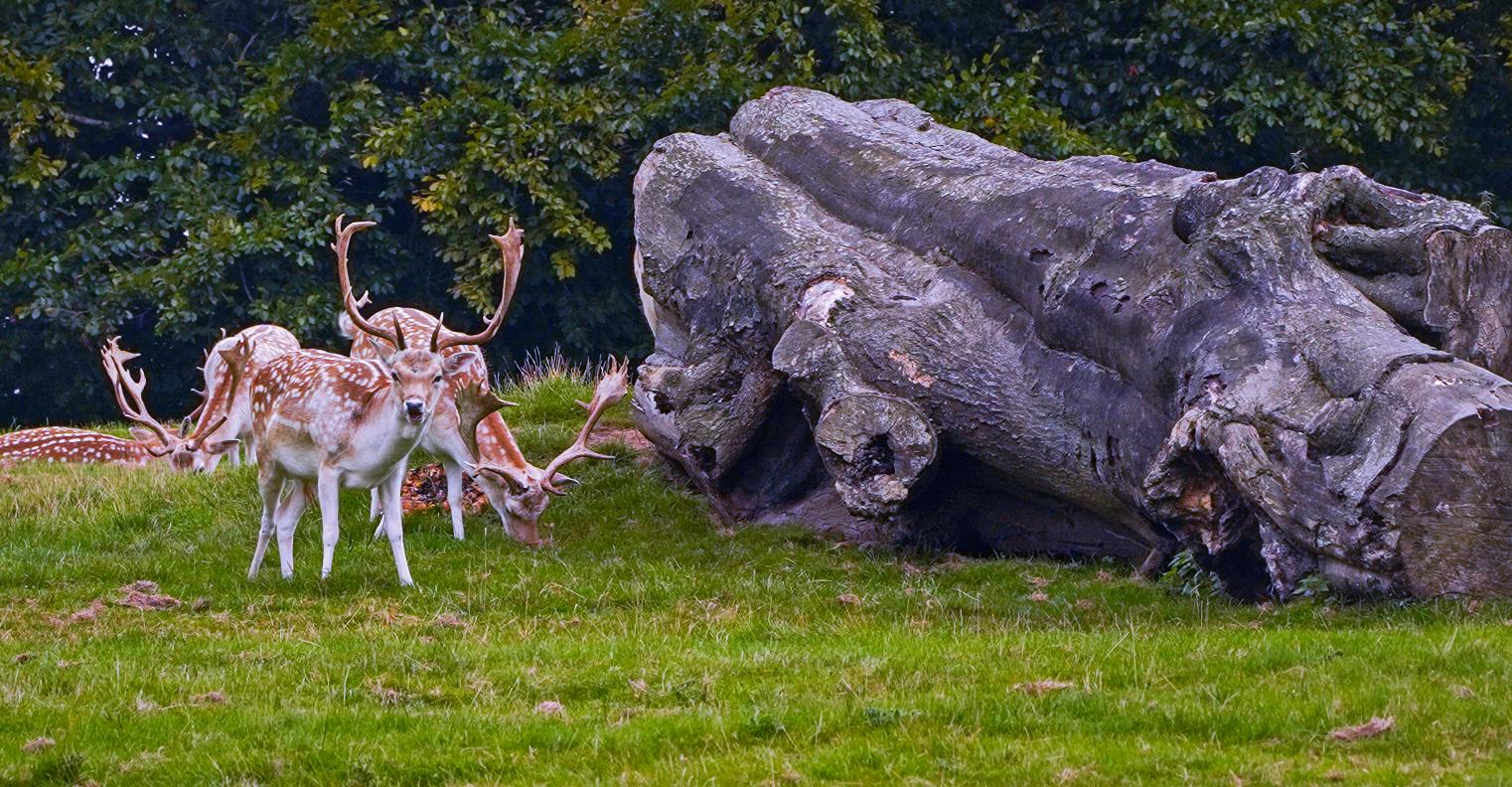 ripley-castle-deer-by-mervin-straughan