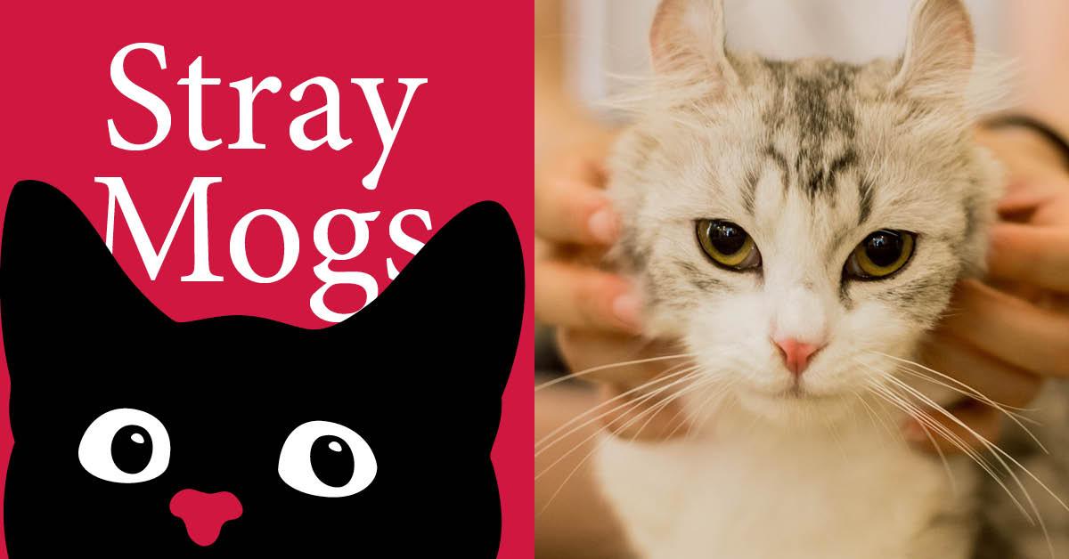 stray-moggs-cat-interactions