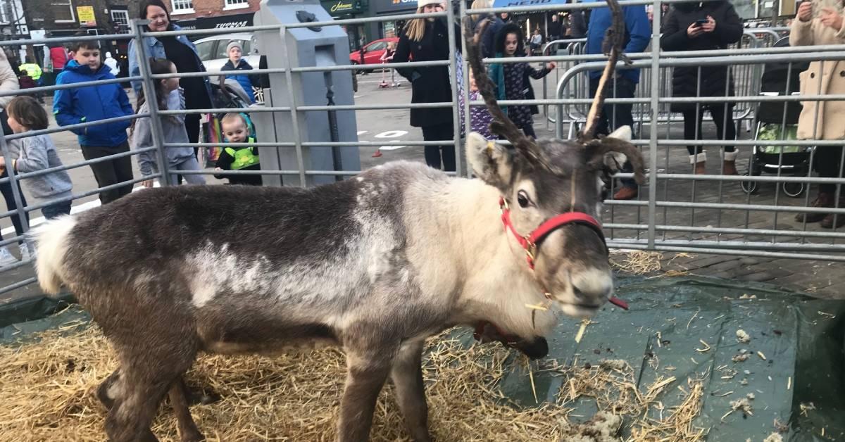 ripon-20th-nov-2021-reindeer2