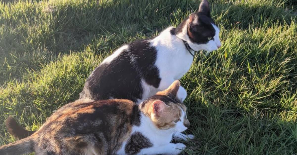 screenshot-2022-01-17-at-16-03-03