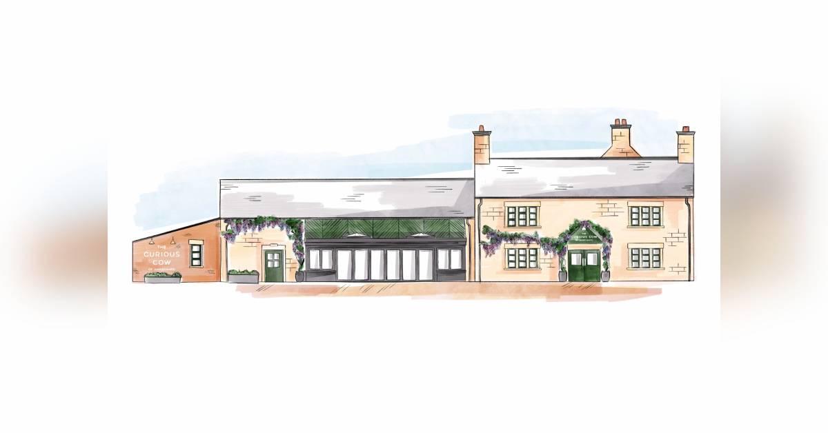 curious-cow-watercolour