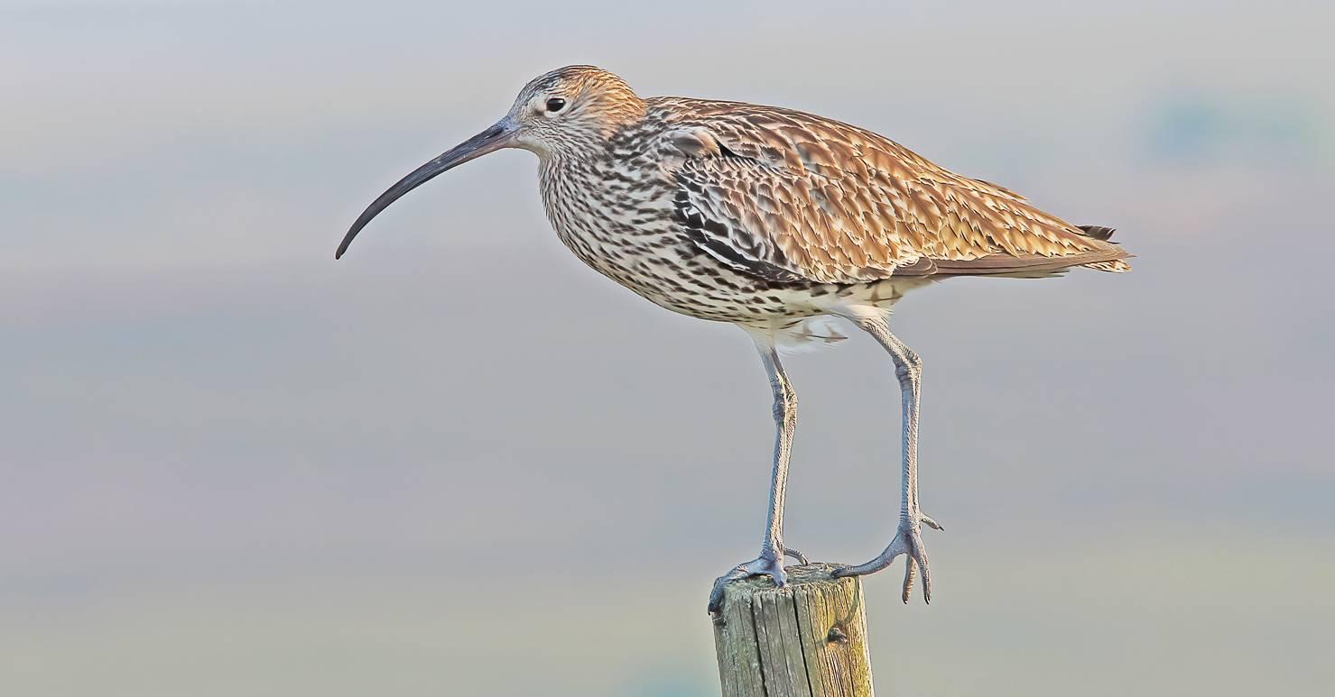 curlew-on-post-kelvin-smith-1