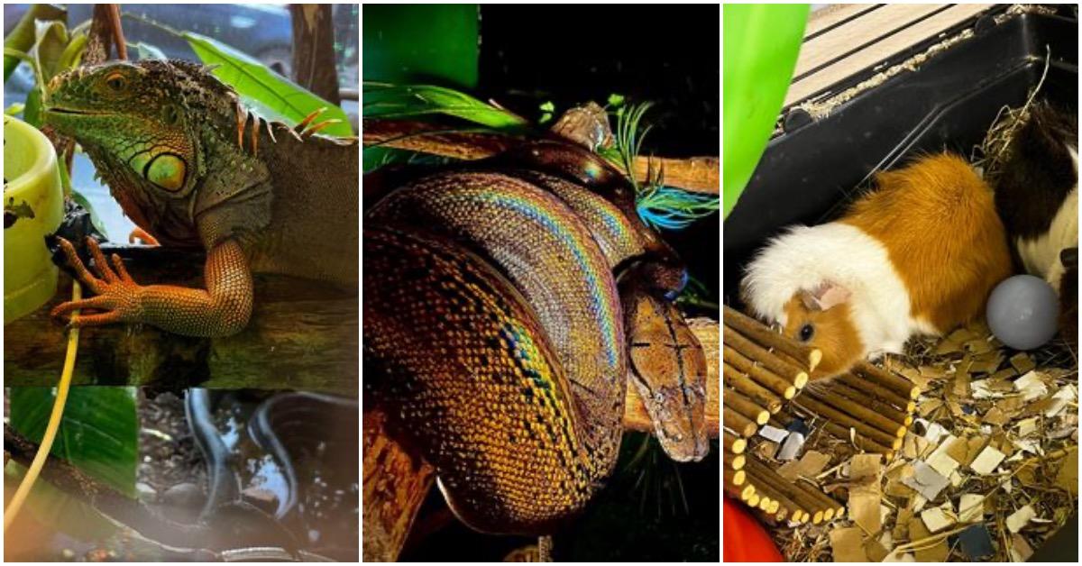 knaresborough-rescue-animals