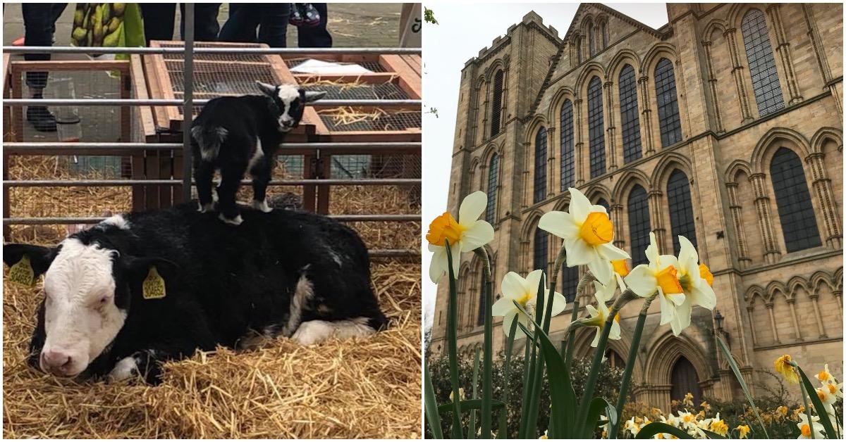 ripon-cathedral-spring-show