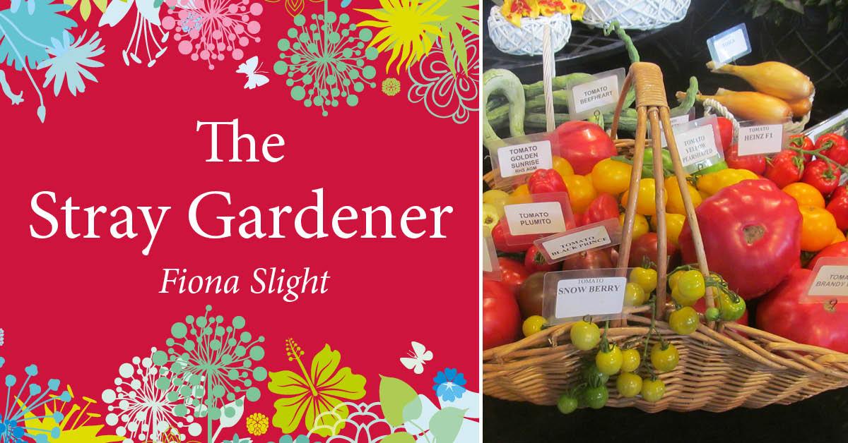 stray-gardener-tomatoes